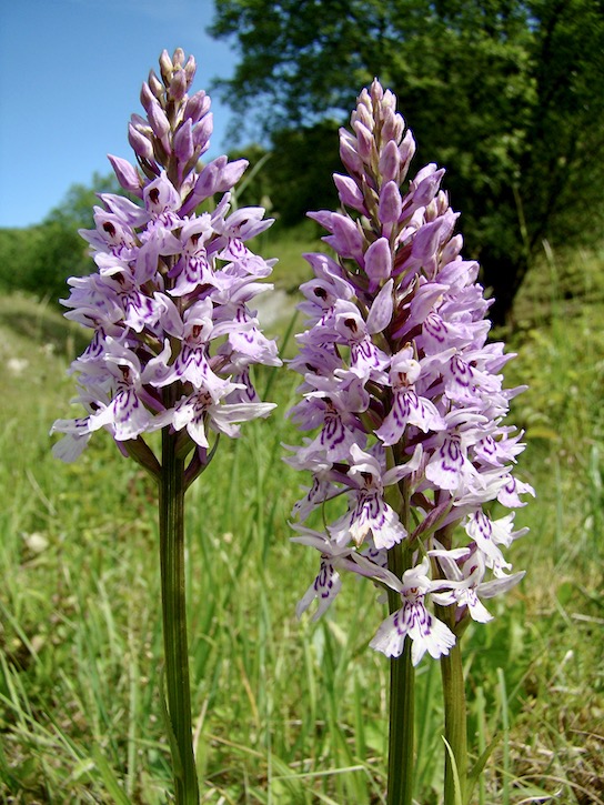 common spotted